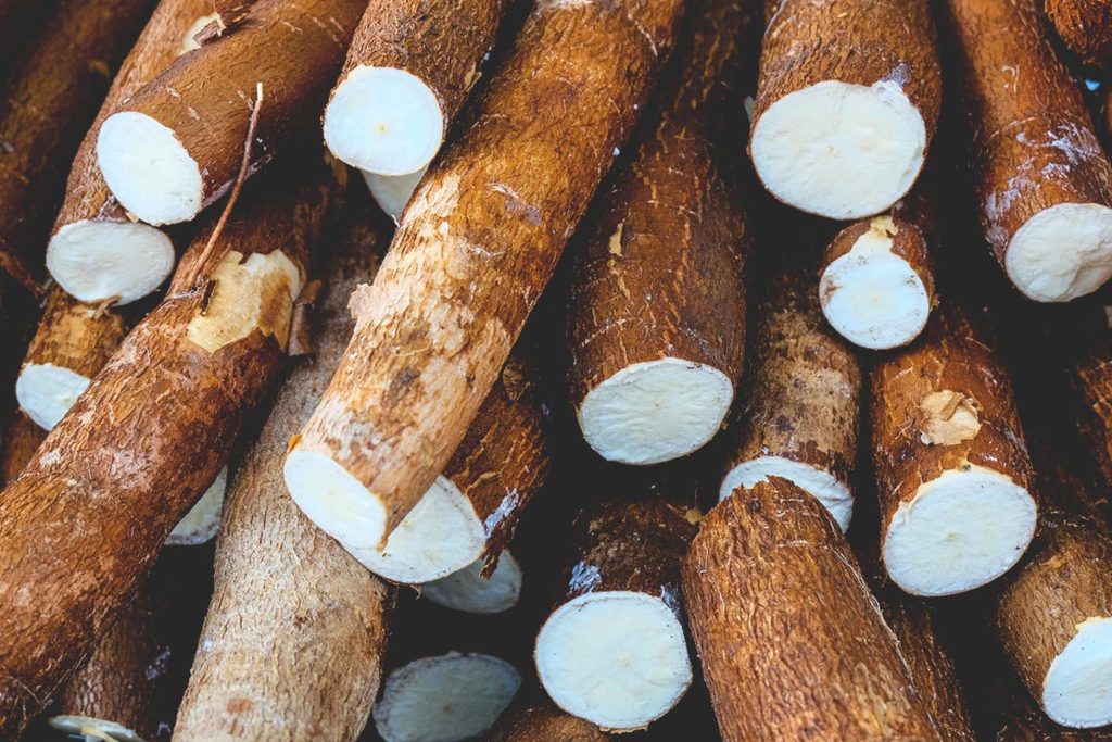 Cassava farming